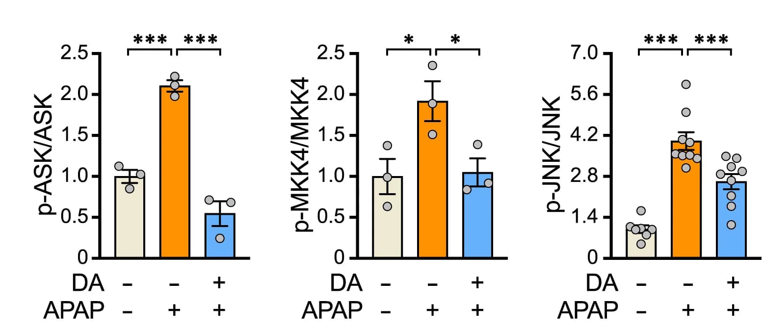 Open access visualization of Bar Plot, Error Bars, Scatter Plot, p-MKK4, p-JNK