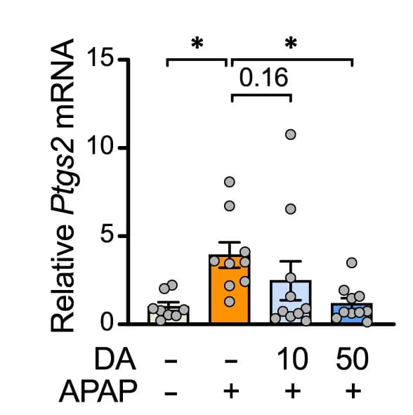 Open access visualization of Bar Plot, Error Bars, Scatter Plot, Ptgs2 mRNA, APAP