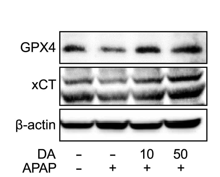 Open access visualization of Gel, GPX4, Mice, Liver