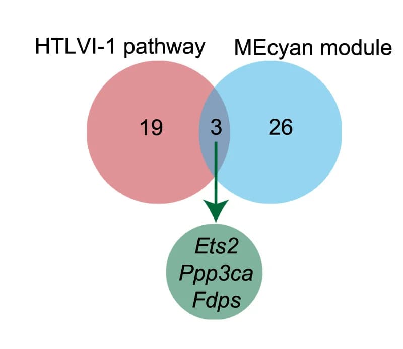 Open access visualization of Venn Diagram, Pathway, DEGs, HTLVI-1 Pathway, MEcyan Module