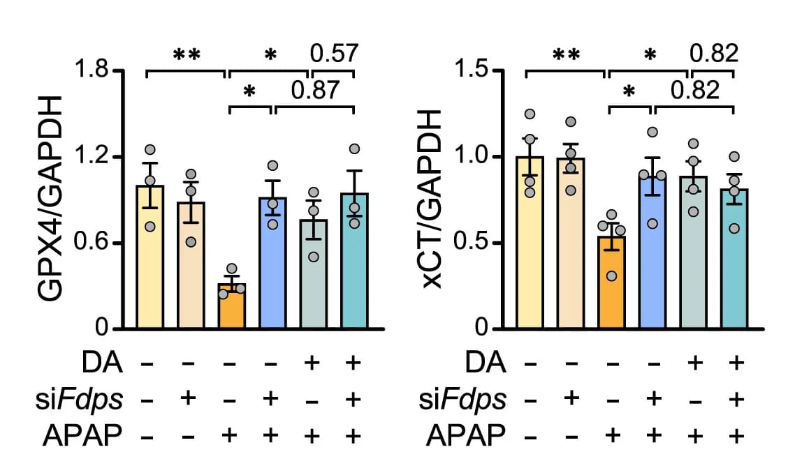 Open access visualization of Bar Plot, Error Bars, GPX4, xCT, Primary Hepatocytes