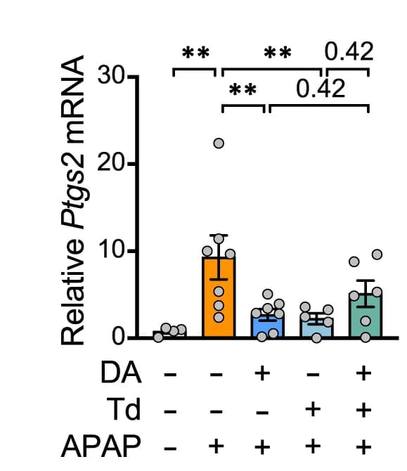 Open access visualization of Bar Plot, Error Bars, Ptgs2 mRNA, Hepatic Level