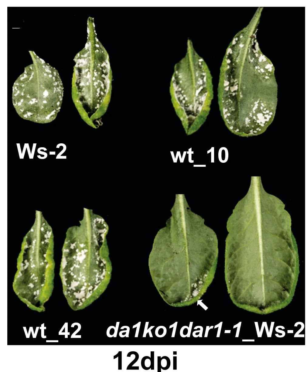 Open access visualization of Photo, Albugo candida, Leaves, Backcrossed Lines, Pathogen Growth