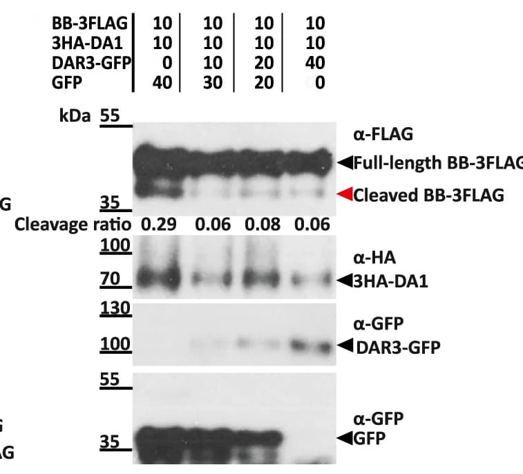 Open access visualization of Gel, Inhibition, 3HA-DA1 peptidase, BB-3FLAG, DAR3-GFP