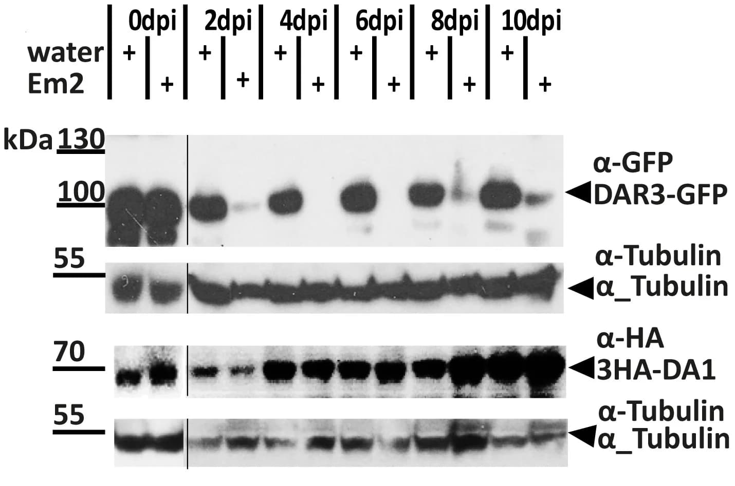 Open access visualization of Gel, Immunoblot, DAR3-GFP, 3HA-DA1, A. candida Ac Em2