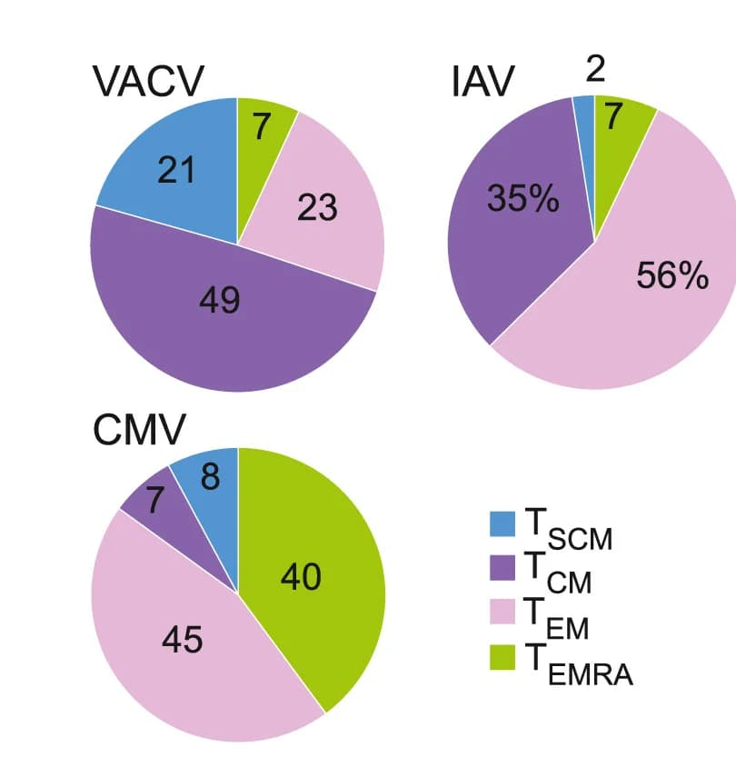 Open access visualization of Pie Chart, Memory VACV+CD8+ T Cells, Memory IAV+CD8+ T Cells, Memory CMV+CD8+ T Cells, HBDs
