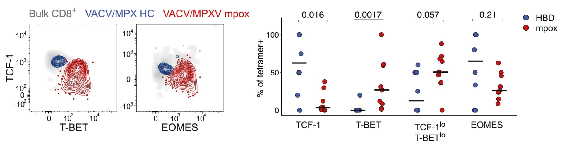 Open access visualization of Scatter Plot, Density Plot, Flow plots, Transcription Factors Expression, VACV/MPXV+CD8+ T Cells