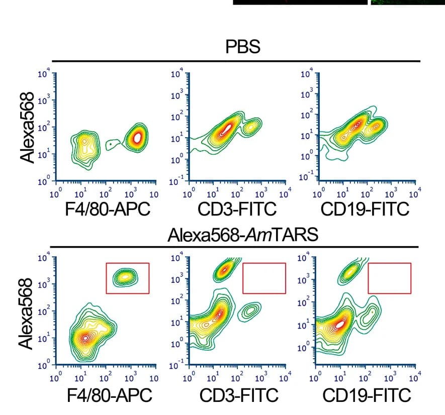 Open access visualization of Scatter Plot, Density Plot, Flow Cytometry, Macrophages, B Cells
