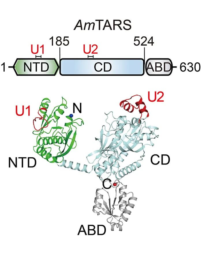 Open access visualization of Protein Structure, Illustration, Structural Model, Crystal Structure, Unique Regions