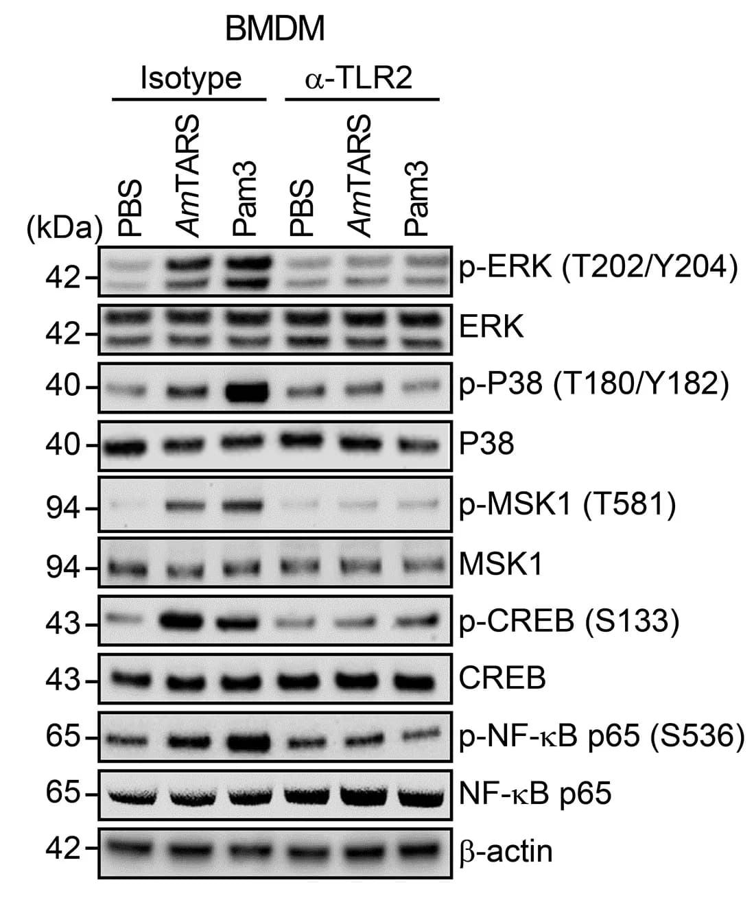 Open access visualization of Gel, Western Blot, BMDMs, Cell Lysates, alpha-IgG