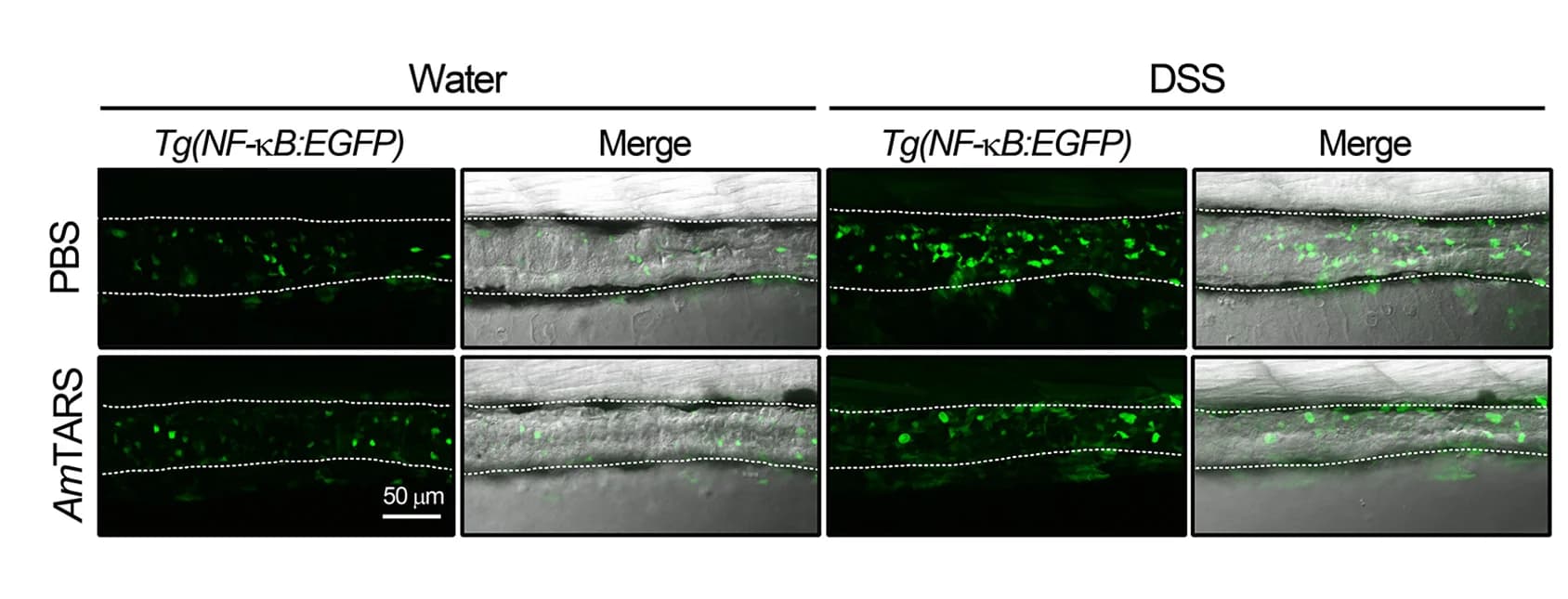 Open access visualization of Microscopy, Fluorescence Intensity, Intestines, Zebrafish Larvae, DSS
