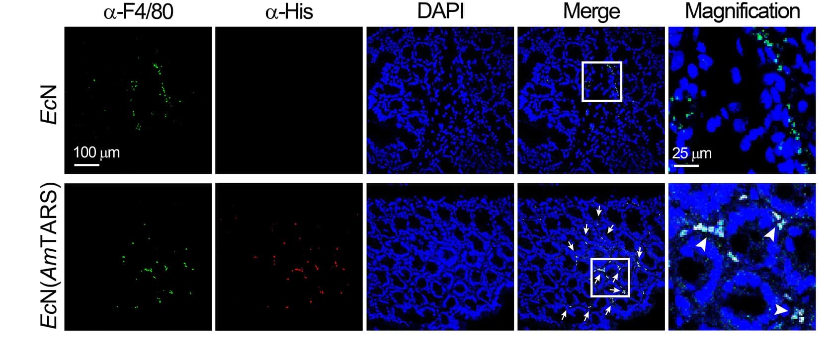Open access visualization of Microscopy, Immunofluorescence Staining, AmTARS, Macrophages, Colon