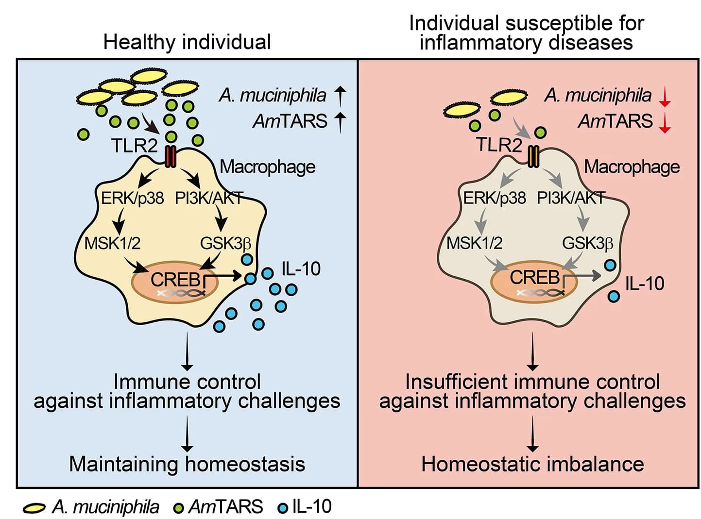 Open access visualization of Workflow, Illustration, Schematic Model, AmTARS, Immune Homeostasis
