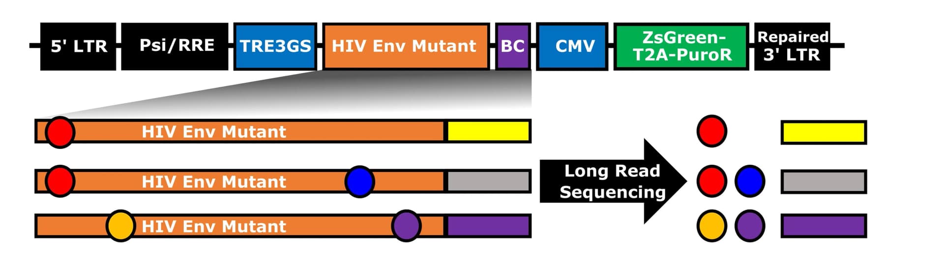 Open access visualization of Workflow, Lentivirus Genome, Deep Mutational Scanning, LTR Sequences, Inducible TRE3G Promoter