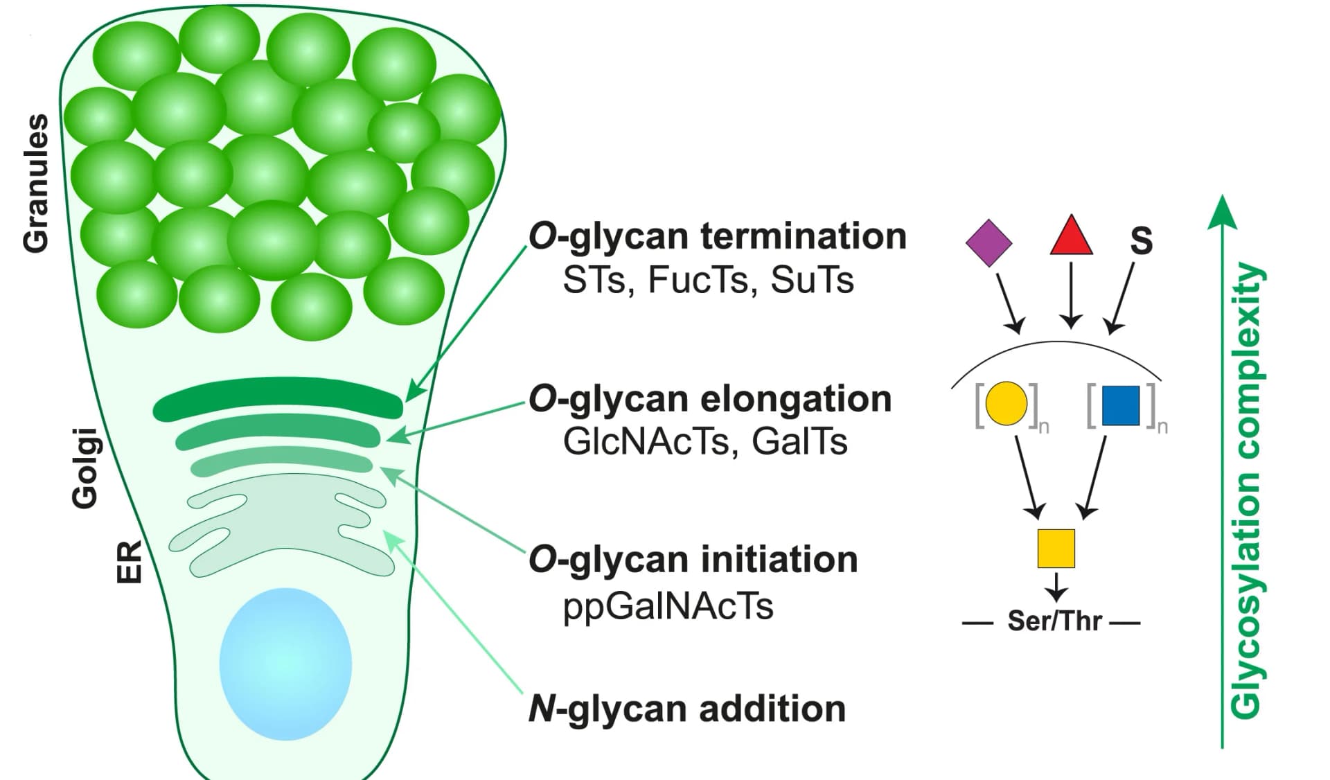 Open access visualization of Workflow, Illustration, Goblet Cell, Glycosylation