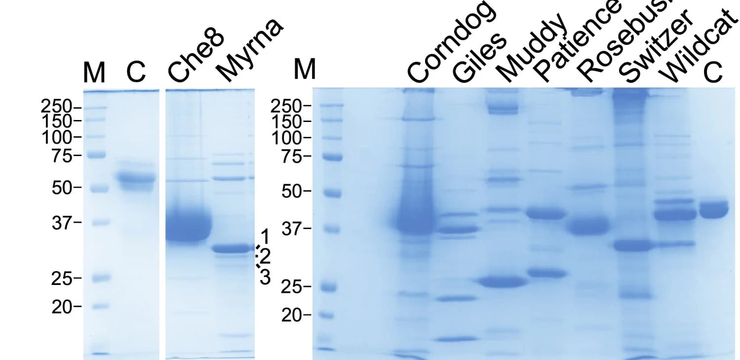 Open access visualization of Gel, SDS-PAGE, Mycobacteriophage Virions, Coomassie Blue
