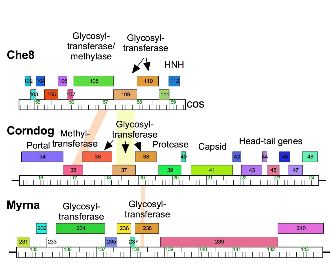 Open access visualization of Illustration, Genome Segments, Phages, Glycosyltransferase Genes