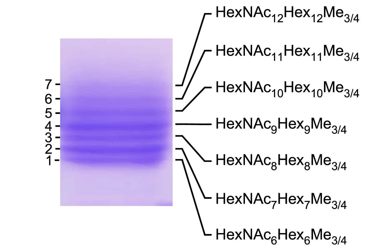 Open access visualization of Gel, Glycosylated Che8 proteins, Glycan compositions, N-acetylhexosamine, Hexose