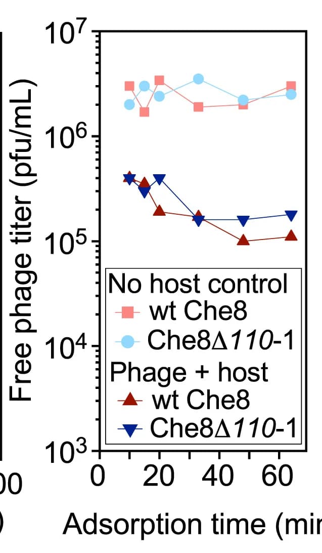 Open access visualization of Line Plot, Adsorption, Che8, M. smegmatis