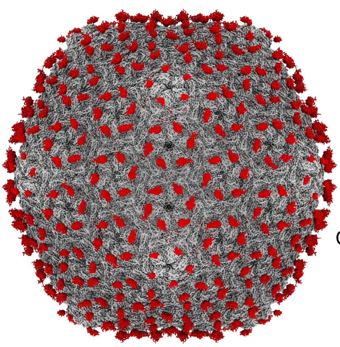 Open access visualization of Protein Structure, Che8 110-1 Capsid, Capsid Density, Glycosylation
