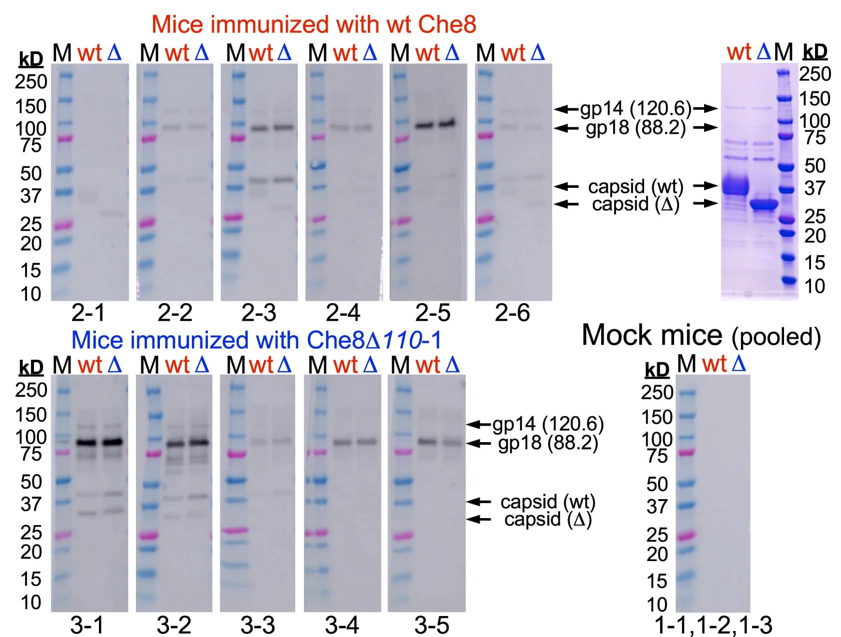 Open access visualization of Gel, Western Blots, IgG Reactivity, Virion Proteins, Sera