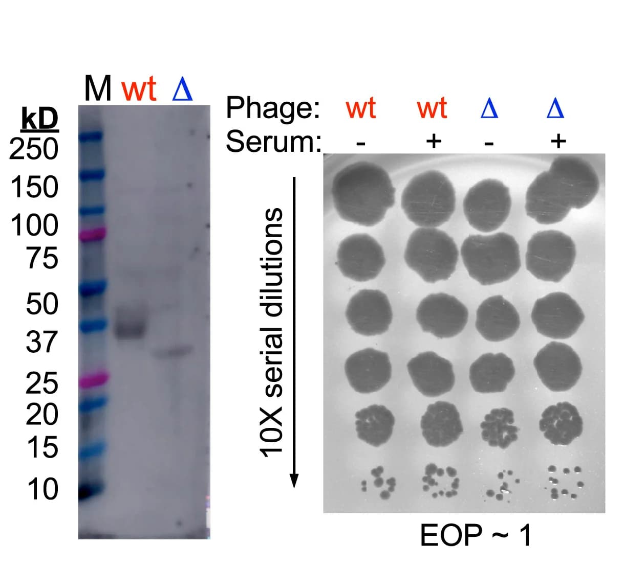 Open access visualization of Gel, Photo, Western Blot, Human Serum, Virion Proteins