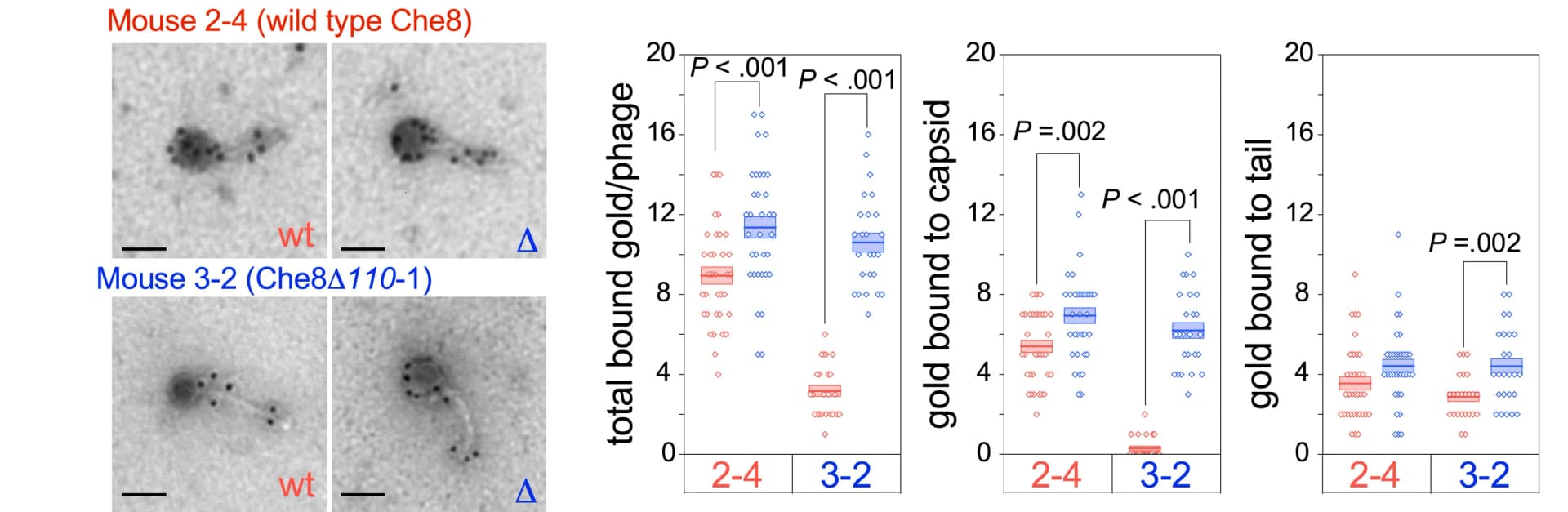 Open access visualization of Box Plot, Scatter Plot, Immunogold Staining, Virions, Che8 Particles