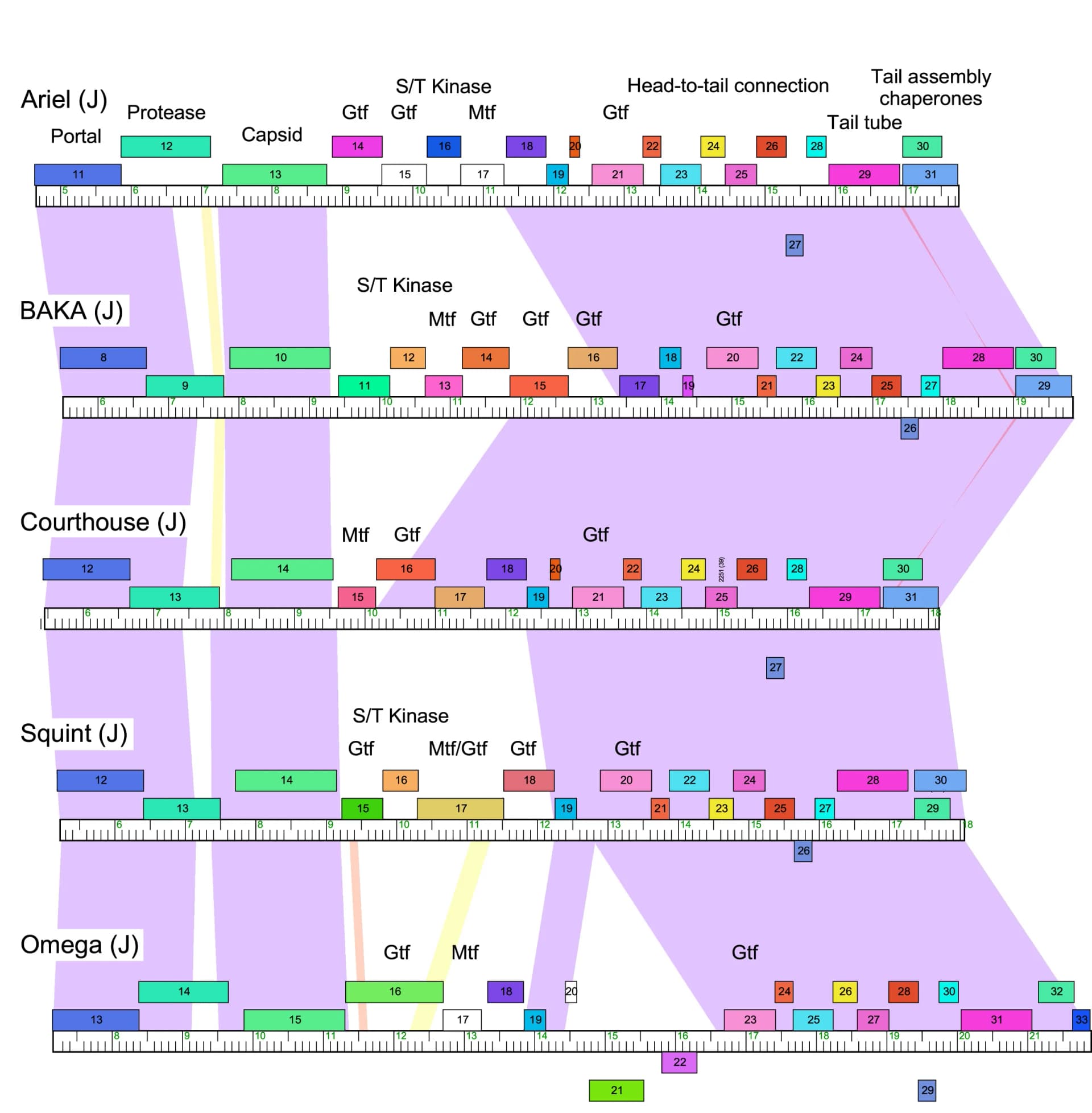 Open access visualization of Workflow, Flowchart, Phages, Glycosyltransferases, Genes