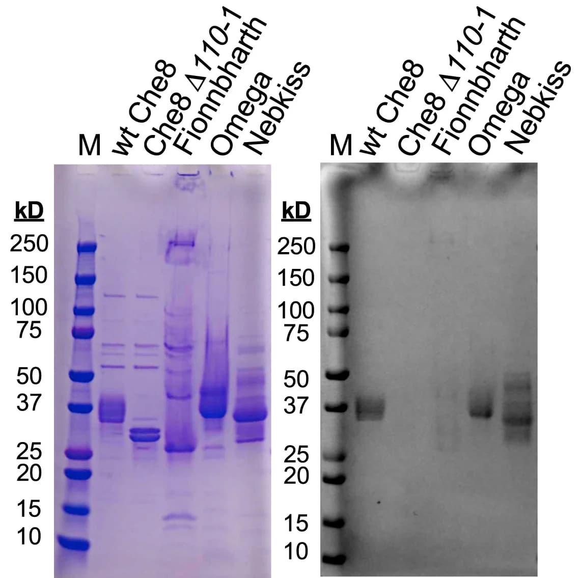 Open access visualization of Gel, Glycosylation, Virions, Phage proteins, SDS-PAGE