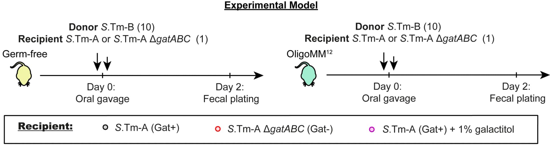Open access visualization of Workflow, Experimental Scheme, Germ-free, OligoMM12, Donor