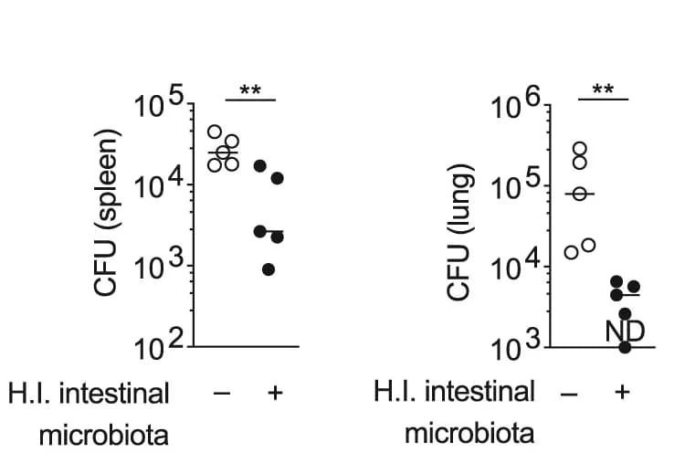 Open access visualization of Scatter Plot, Error Bars, Pneumococcal Burdens, WT Mice, SCID Mice