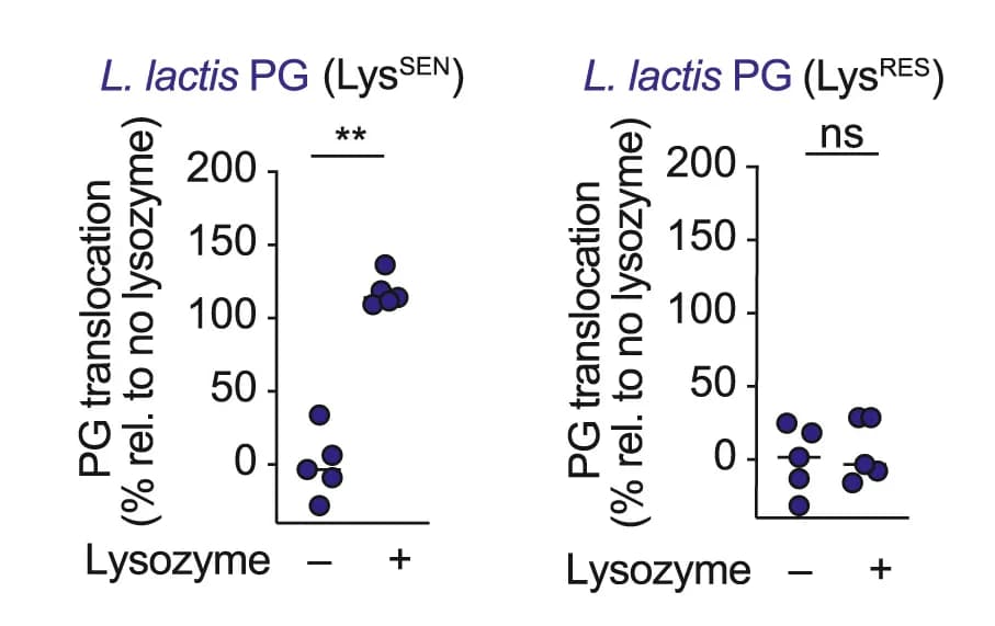 Open access visualization of Scatter Plot, FITC-peptidoglycan, Intestinal Epithelium, Movement