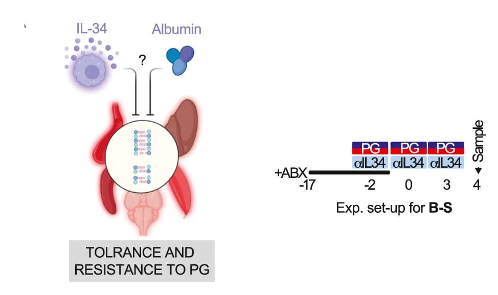 Open access visualization of Illustration, Workflow, Plasma TNF, Spleen MPO, Liver MPO