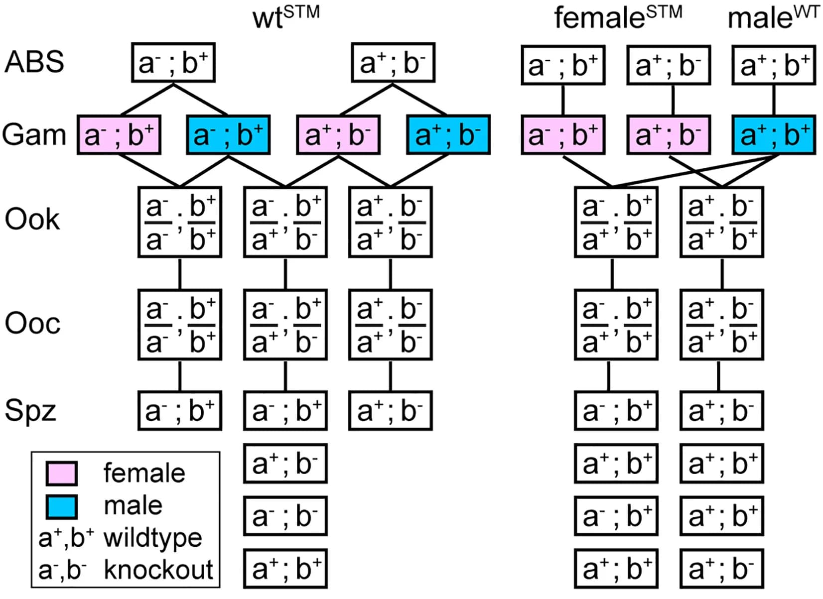 Open access visualization of Workflow, Flowchart, Parasite Genotypes, Mutagenesis, STM Mutant Loci