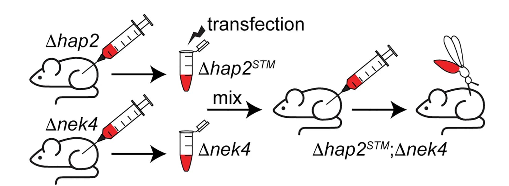 Open access visualization of Workflow, Illustration, Experimental Approach, Mutagenesis, Mosquito Infections
