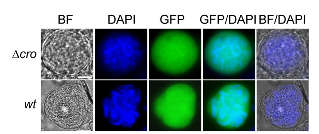 Open access visualization of Microscopy, Fluorescence Microscopy, GFP, Crooocysts, A. coluzzii