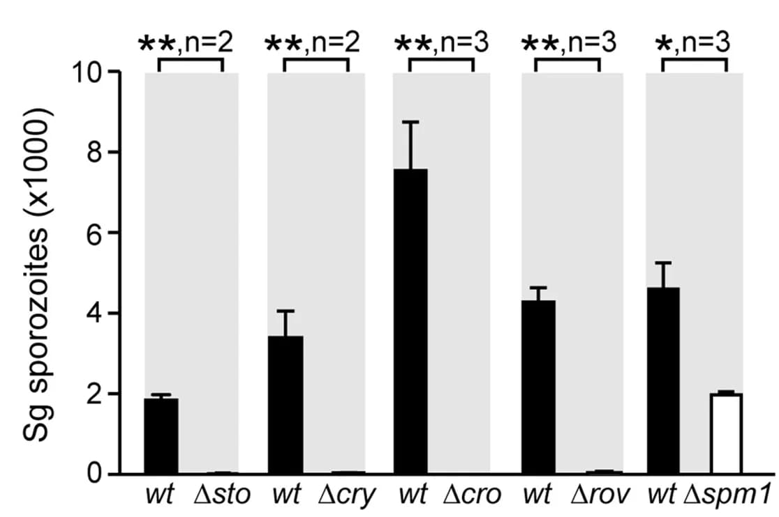 Open access visualization of Bar Plot, Error Bars, Sporozoite, A. coluzzii, Salivary Glands