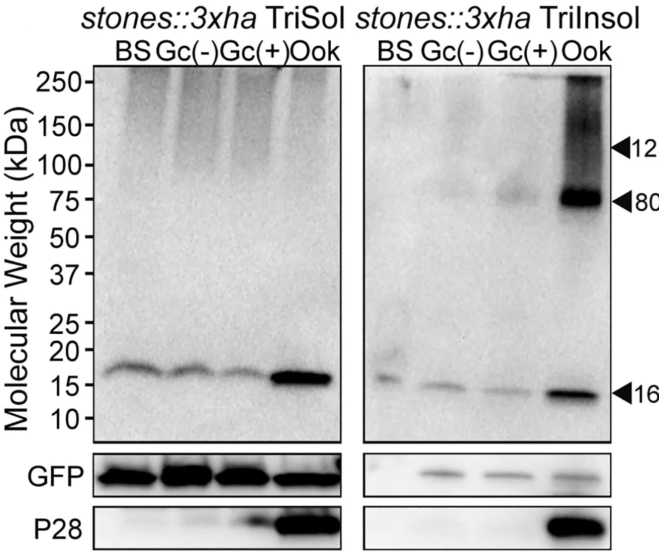 Open access visualization of Gel, Western Blot, Antibody, Soluble Fraction, Insoluble Fraction