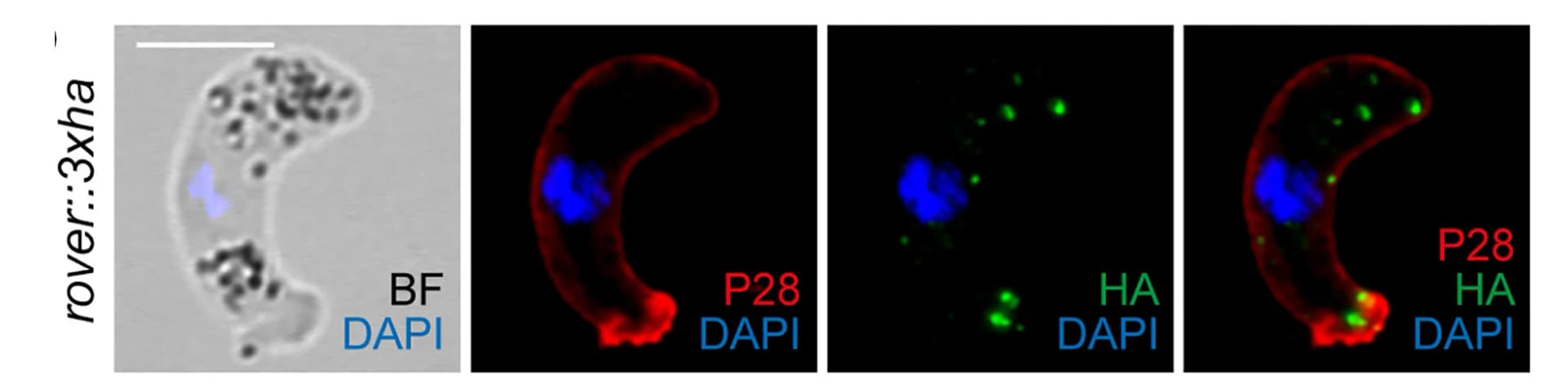 Open access visualization of Microscopy, Immunofluorescence, Ookinetes, Antibodies, DNA
