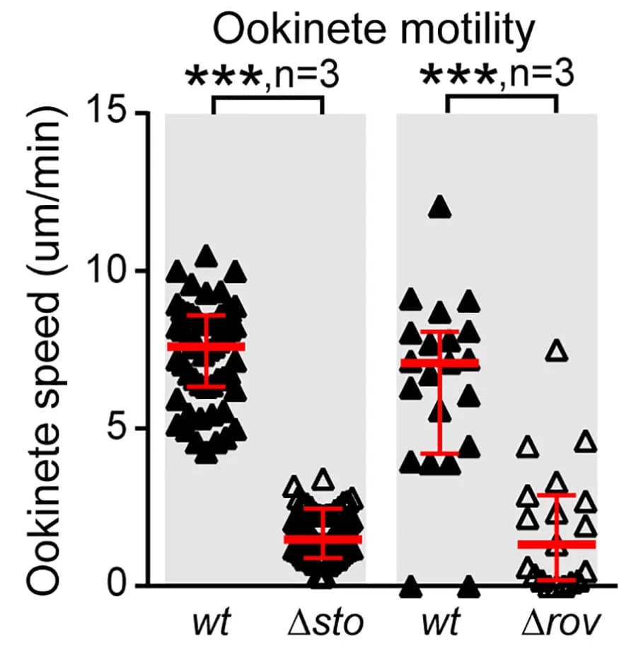 Open access visualization of Scatter Plot, Error Bars, Ookinetes, Time-lapse Microscopy, Statistical Analysis