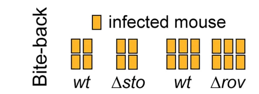 Open access visualization of Bar Plot, Mouse Infection, Mosquitoes, Control, Biological Replicates