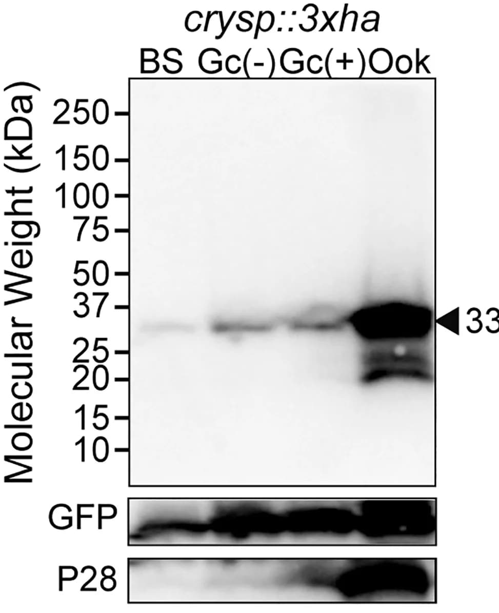 Open access visualization of Gel, Western Blot, Cell Lysates, CRYSP::3xHA, Gametocytes