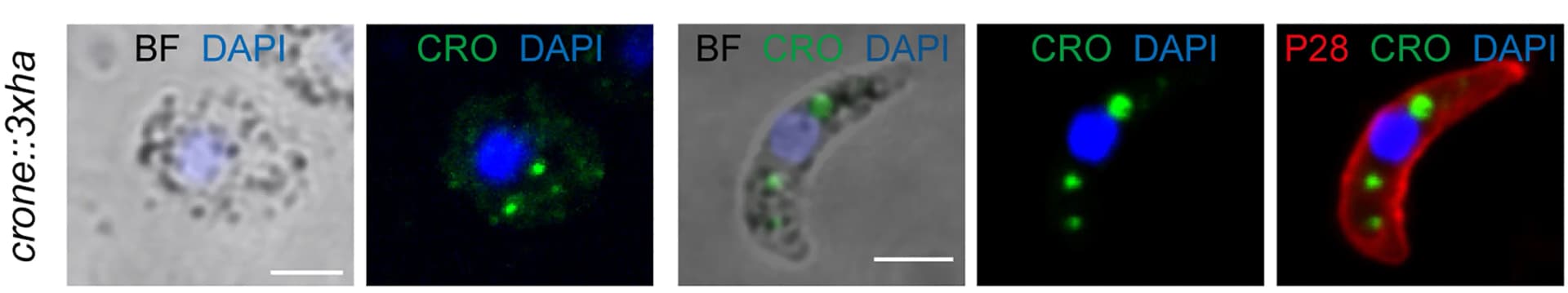 Open access visualization of Microscopy, Immunofluorescence Assay, Gametocytes, Ookinete, crone::3xha