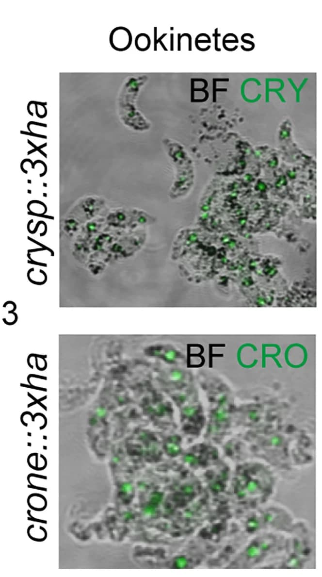 Open access visualization of Microscopy, Immunofluorescence Imaging, Ookinete, crysp::3xha, crone::3xha