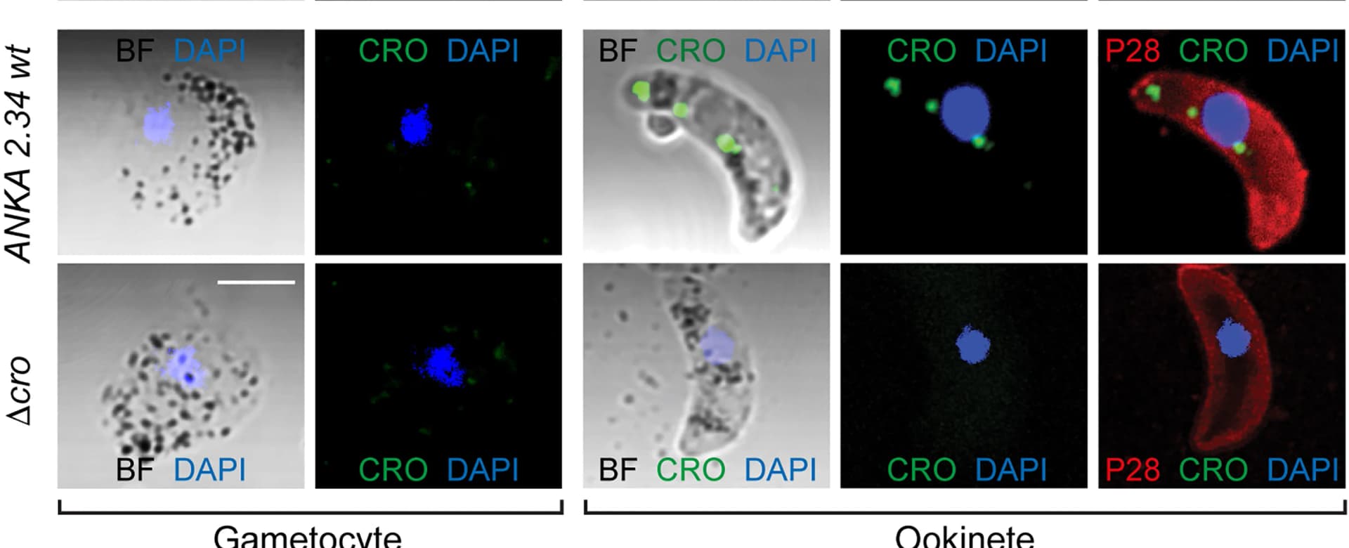 Open access visualization of Microscopy, Immunofluorescence Assay, Gametocytes, Ookinete, ANKA 2.34WT