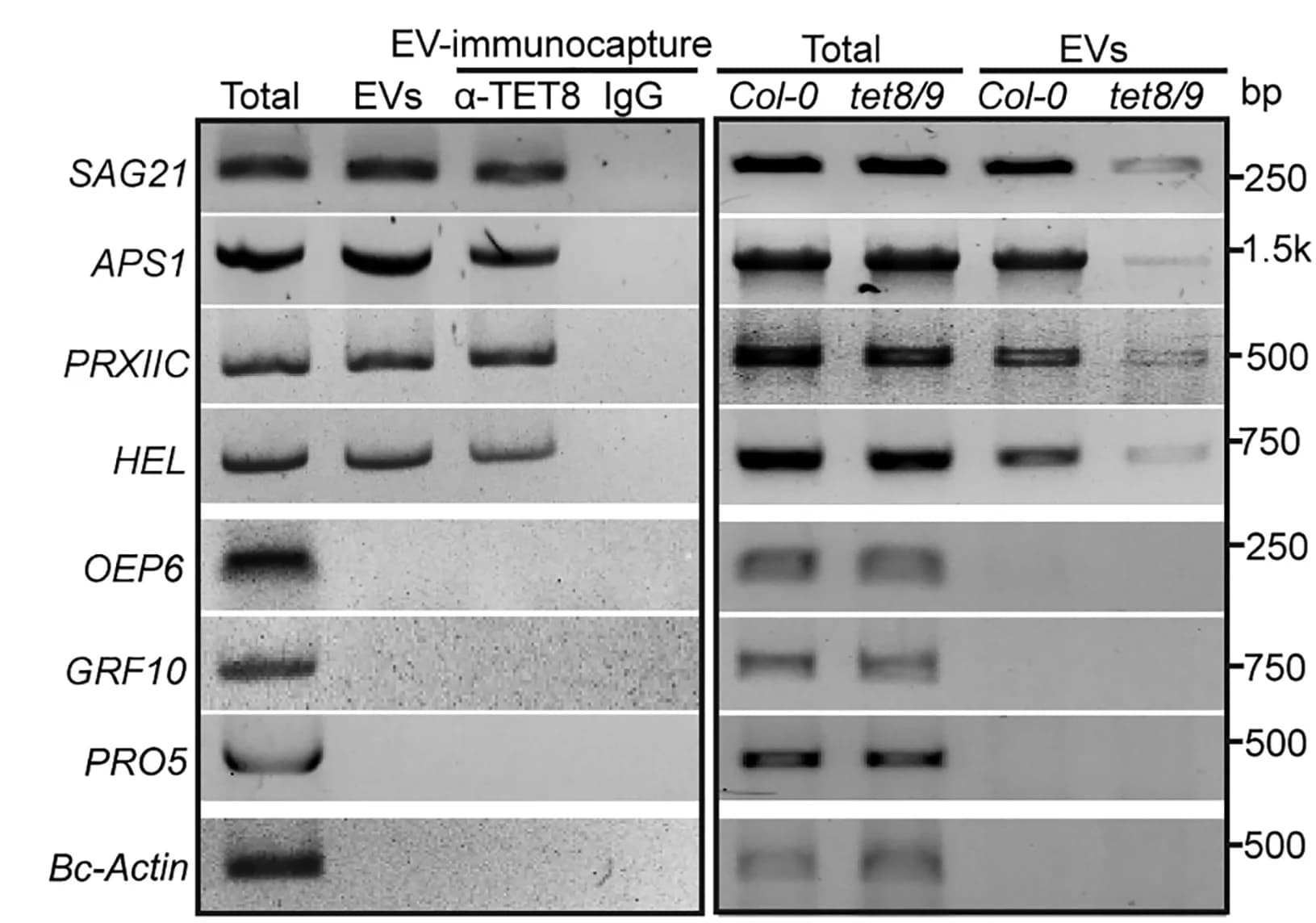 Open access visualization of Gel, Plant Transcripts, TET8-Positive Exosomes, RT-PCR, EVs