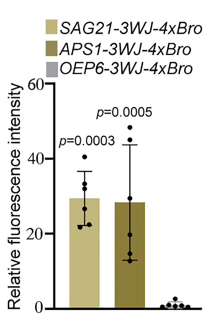Open access visualization of Bar Plot, Error Bars, Plant Tagged Transcripts, Botrytis Hyphae, ANOVA