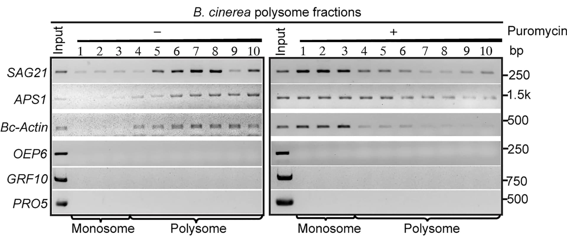 Open access visualization of Gel, RT-PCR, Arabidopsis mRNAs, B. Cinerea Polysomes, Plant mRNAs