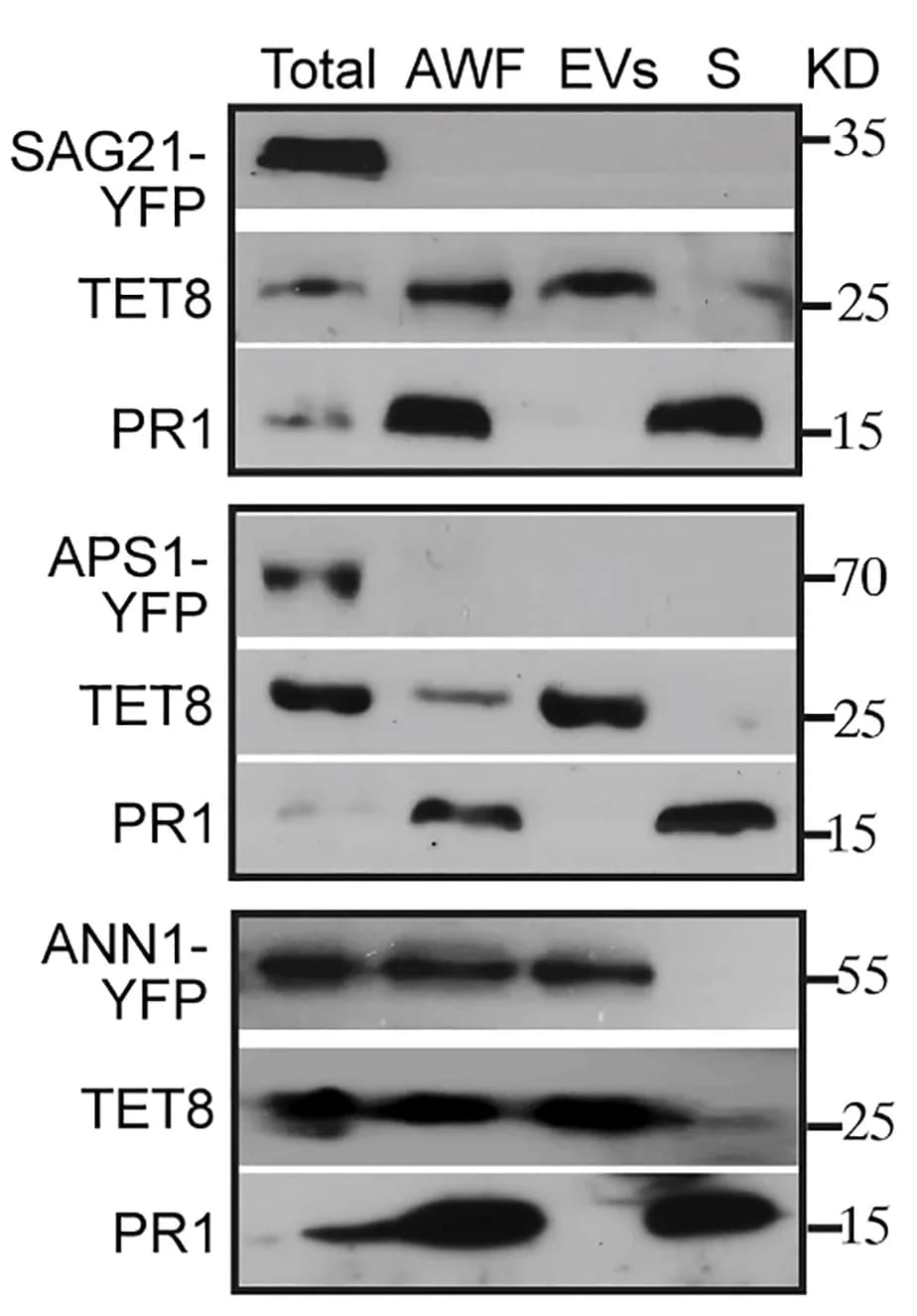 Open access visualization of Gel, Western Blot, SAG21-YFP, APS1-YFP, Extracellular Fractions