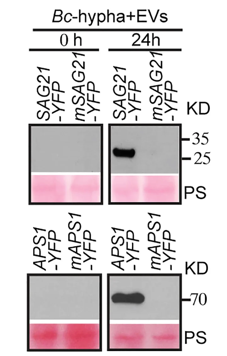 Open access visualization of Gel, SAG21 mRNA, APS1 mRNA, Tagged Proteins, Fungal Cells